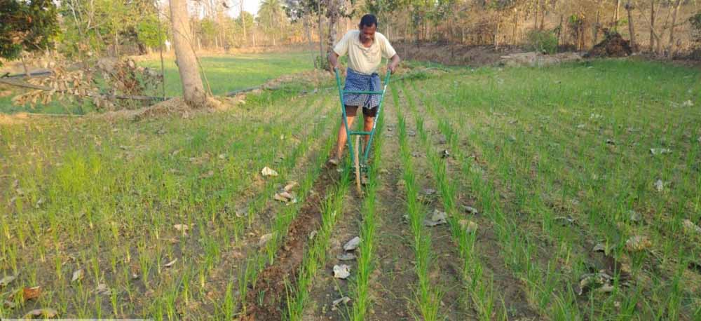 दंतेवाड़ा में रागी उत्पादन की नई पहल