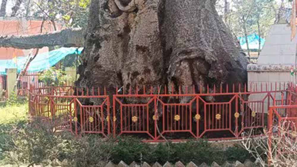 देव वृक्ष पारिजात पर खतरा: 5000 साल पुराने वृक्ष के इलाज में जुटे एक्सपर्ट्स, बढ़ी चिंता