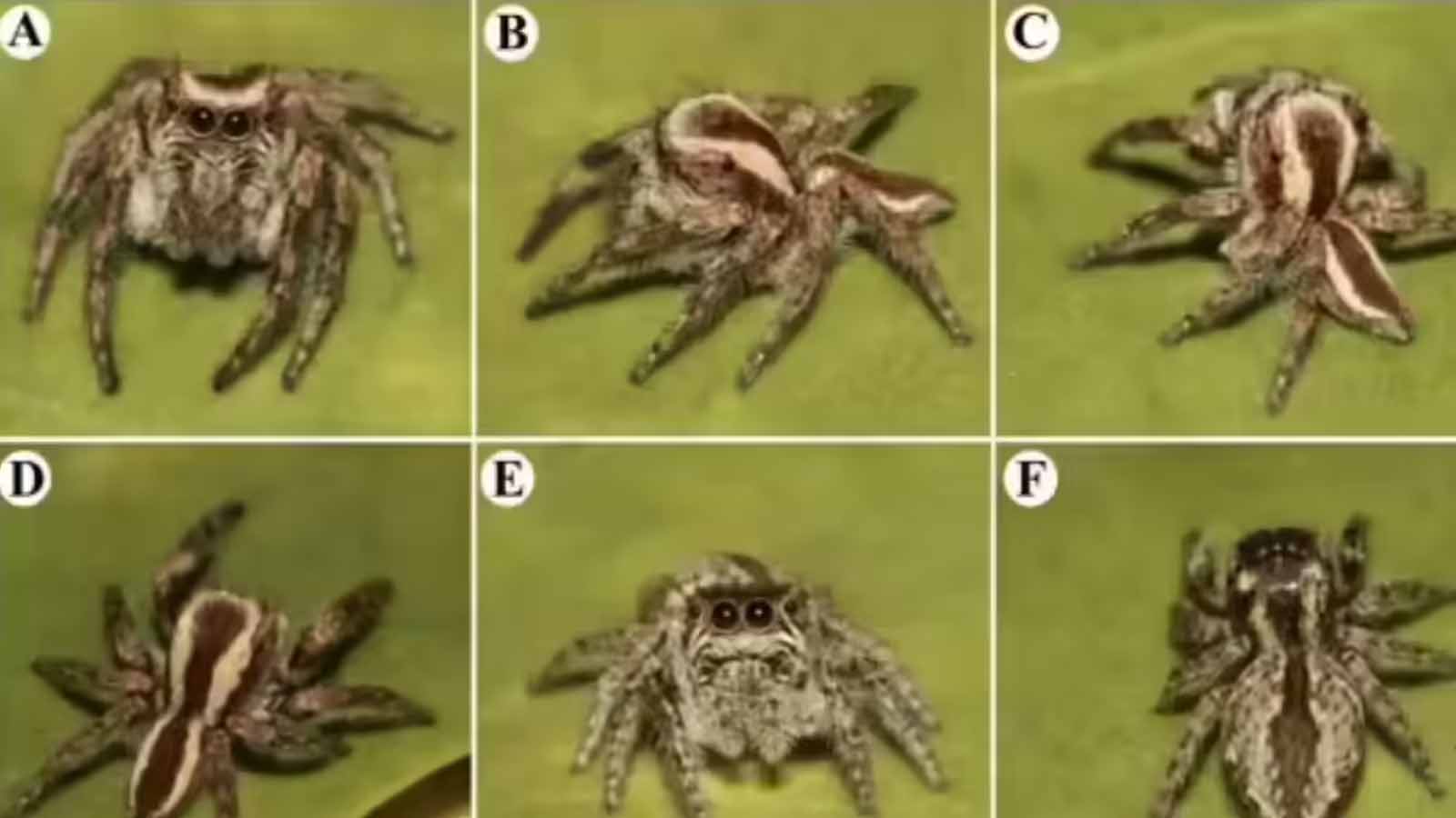 राजस्थान के रेगिस्तान में वैज्ञानिकों की बड़ी खोज, चार नई मकड़ी प्रजातियों की पहचान