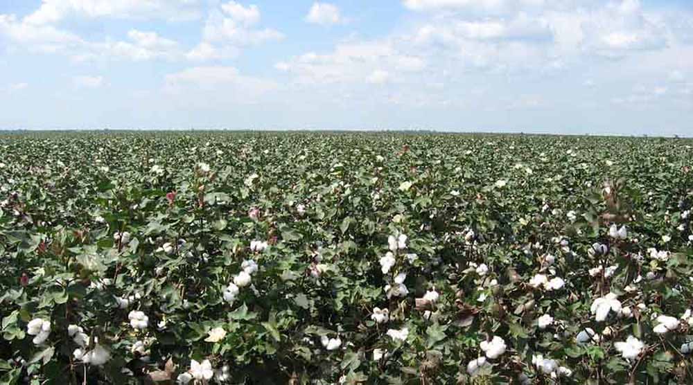 हरियाणा में कपास संकट: कीट और लागत के डर से किसानों ने बदला फसल रुख