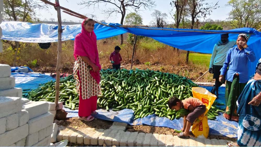 खीरा की खेती ने सुभद्रा की तक़दीर बदल दी, बिहान योजना से बनीं लखपति दीदी