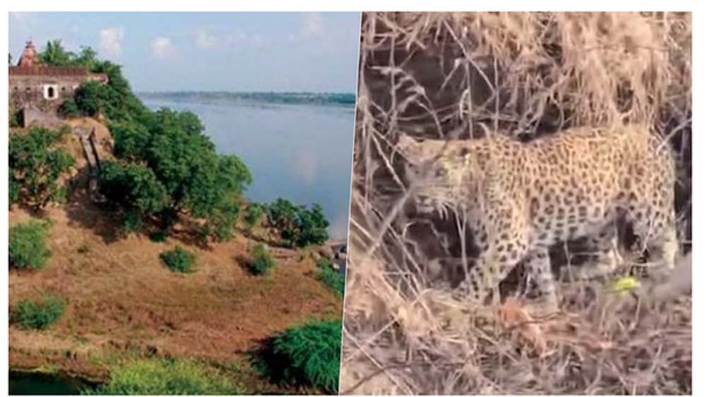 नर्मदा में बोटिंग के दौरान तेंदुआ चट्टानों पर आराम करता नजर आया, पर्यटकों में हलचल