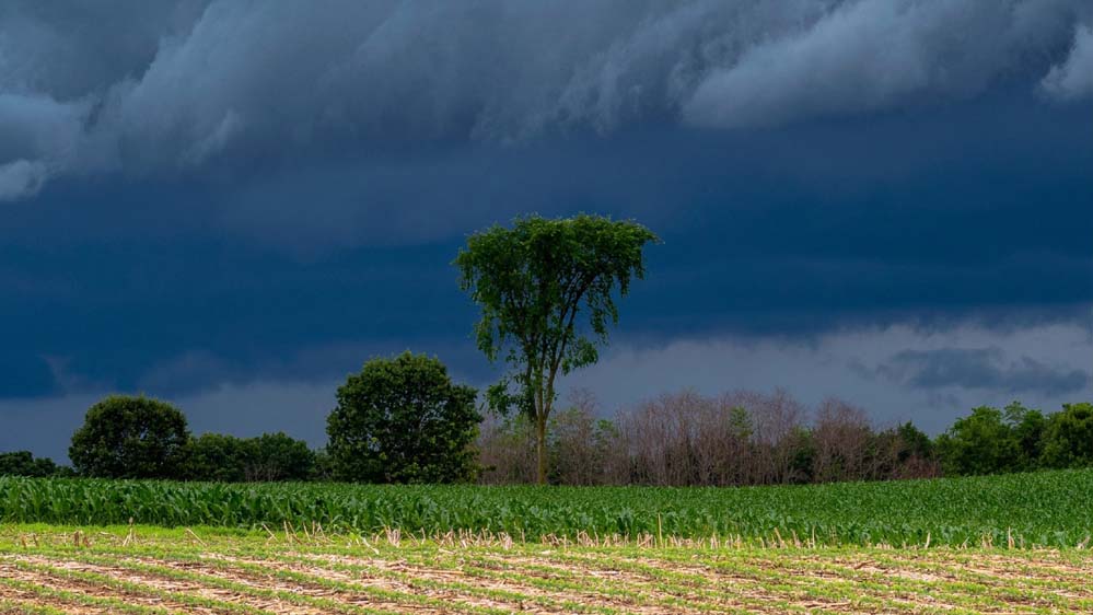 MP में मानसून का असर कम, इंदौर-ग्वालियर में सूखा, भोपाल में ज्यादा बारिश की संभावना: IMD
