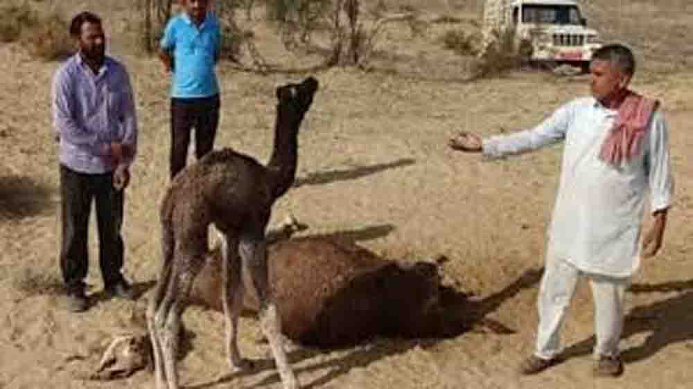 लाठी गांव में भावुक कर देने वाला मंजर, ऊंट के बच्चे ने 3 दिन तक नहीं छोड़ा शव