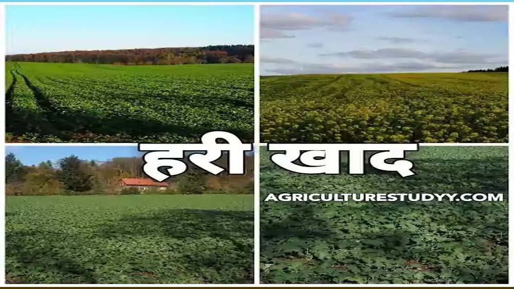 जशपुर में 600 हेक्टेयर में हरी खाद का प्रदर्शन, यूरिया के प्रभावी विकल्प के रूप में उभर रही है यह तकनीक