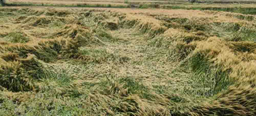 33% नुकसान पर भी मुआवजा, राजस्थान सरकार ने किसानों को राहत का दिया आश्वासन