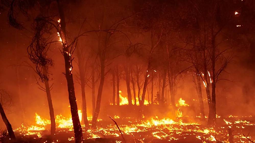 मध्य प्रदेश के जंगलों में हर दिन 60 जगह आग, अमरकंटक के बाद इन शहरों को खतरा, बढ़ी चिंताएं