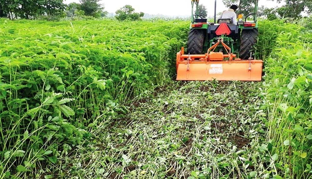 कृषि विभाग का नया अभियान: हरी खाद से बढ़ेगा धान उत्पादन, खेत होंगे हरे-भरे