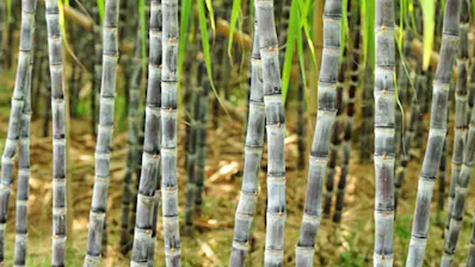 ड्रिप इरीगेशन तकनीक से गन्ने का उत्पादन 25% बढ़ा, किसानों को मिली आर्थिक राहत