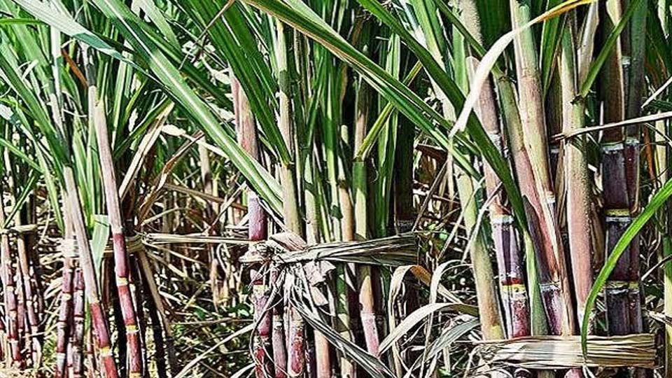 किसानों को टिशू कल्चर में दी जाएगी विशेष ट्रेनिंग, बीज उपलब्धता होगी बेहतर