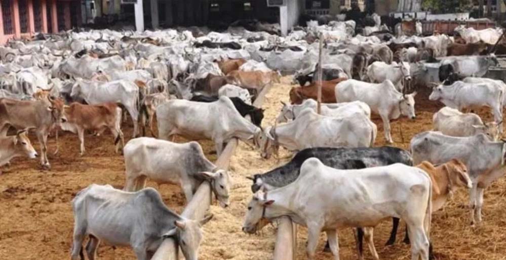 यूपी में 2017 से पहले गो तस्करी थी आम, योगी सरकार ने बंद किए अवैध बूचड़खाने