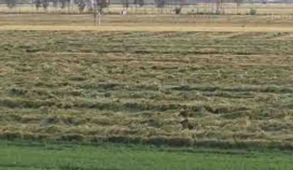 पश्चिमी विक्षोभ से राजस्थान के तापमान में 7 डिग्री की गिरावट, कटी हुई फसलों पर फिरा पानी