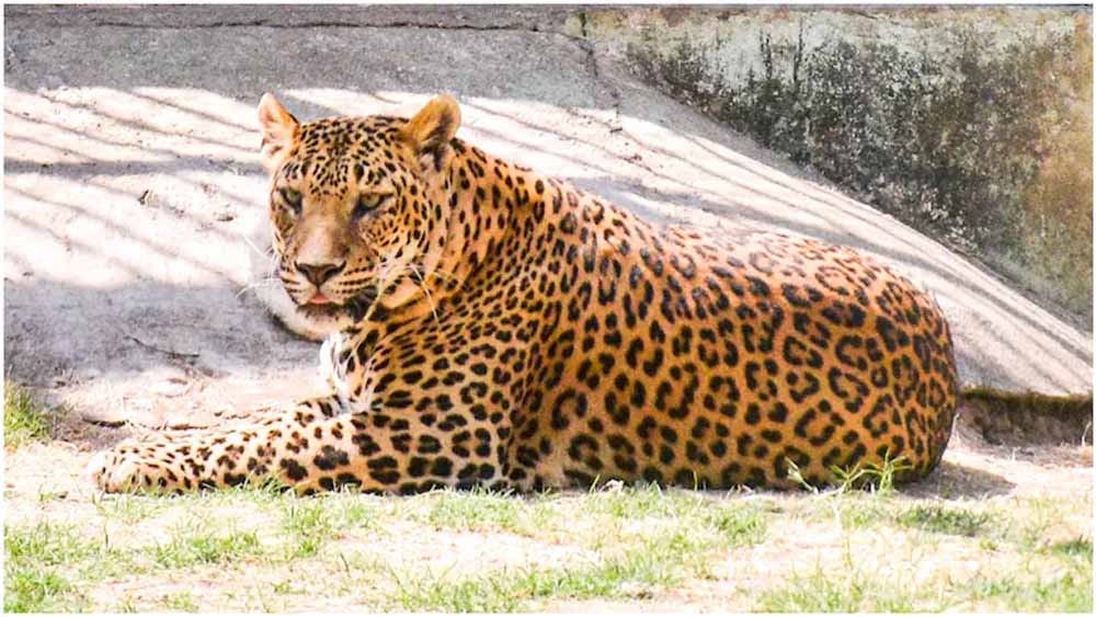 हीटवेव का असर: चित्तौड़गढ़ में 24 घंटे की वन्यजीव गणना, वॉटरहॉल तकनीक अपनाई गई