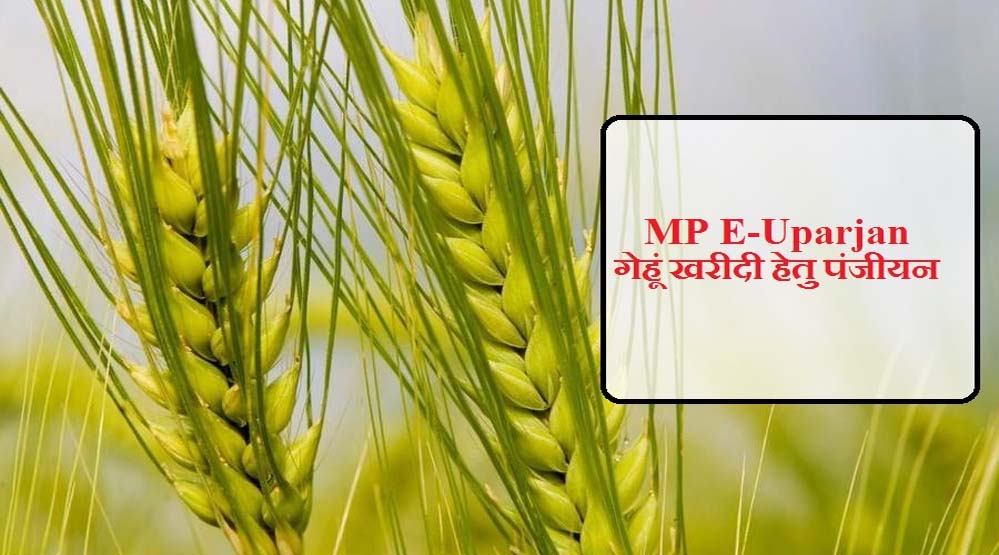 अनूपपुर जिले में गेहूँ उपार्जन 15 अप्रैल से प्रारंभ, 6 केंद्र निर्धारित