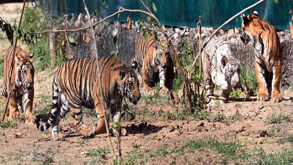 जयपुर में व्हाइट टाइगर ‘विजय’ बना आकर्षण, पार्क में बढ़ी बाघों की संख्या
