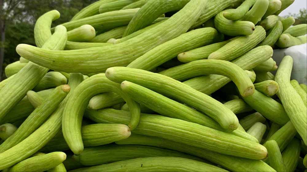 गर्मी में ककड़ी खाने के फायदे, शरीर को रखे ठंडा और हाइड्रेटेड