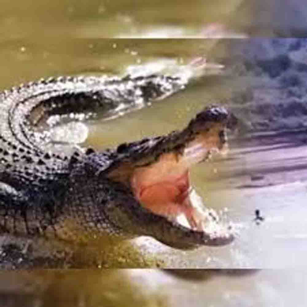 खेत में गेहूं काट रहे बच्चे पर मगरमच्छ का हमला, जांबाज पिता ने संघर्ष कर बेटे को दी नई जिंदगी