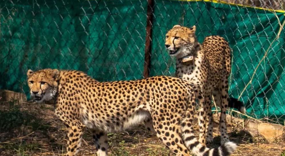 कूनो में बोत्सवाना के चीते हो रहे एक्टिव, क्वारंटाइन के बाद पहली बार बड़े बाड़ों में कूदे