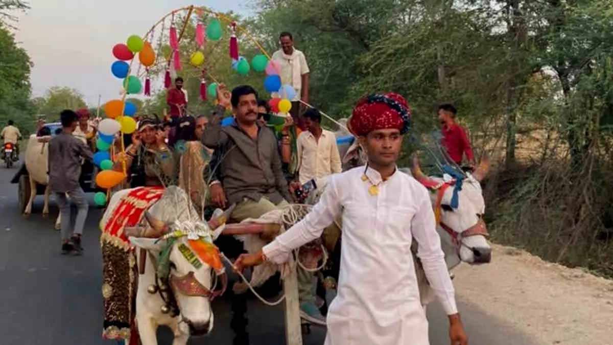 राजस्थान में दिखी परंपरा की झलक, किसान ने ऊंट गाड़ियों से भरा भात