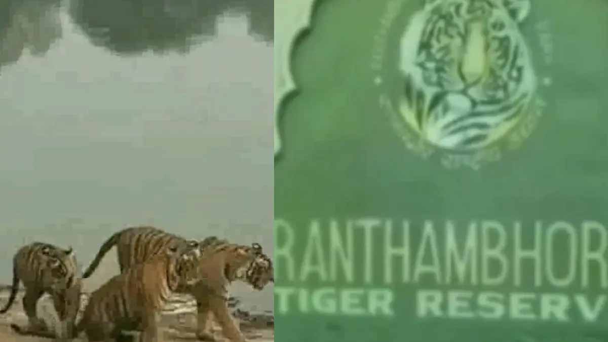 रणथंभौर में बड़ा फर्जीवाड़ा उजागर, पार्क प्रवेश में धांधली पर वन विभाग की कार्रवाई सवालों में