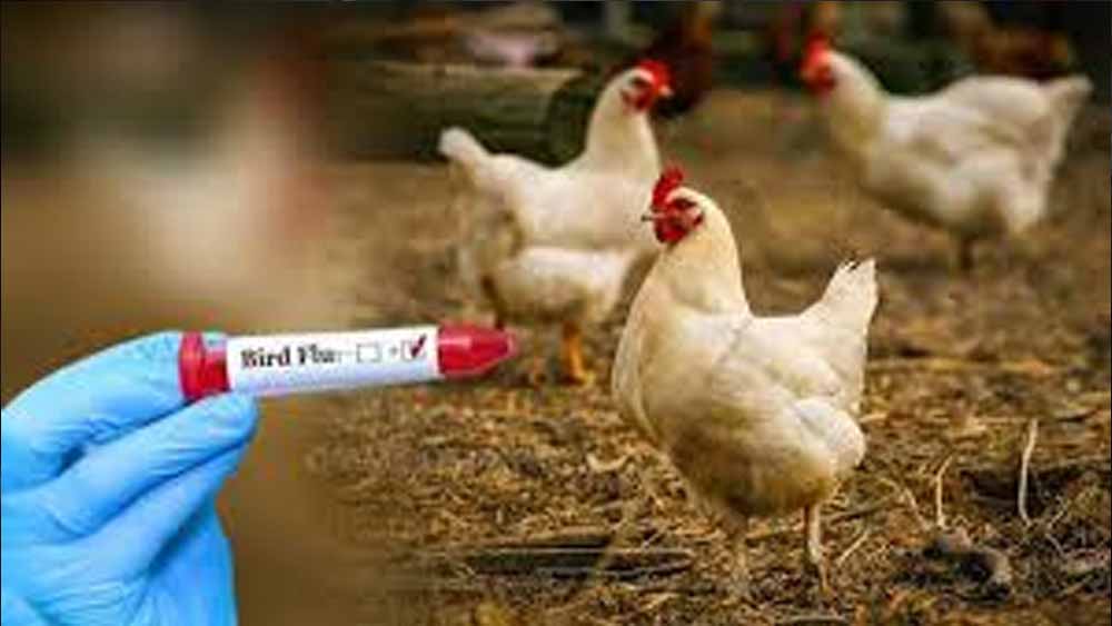छत्तीसगढ़ में Bird Flu को लेकर सख्ती: बिलासपुर पहुंची AIIMS टीम, 10 किमी क्षेत्र में संक्रमण की जांच