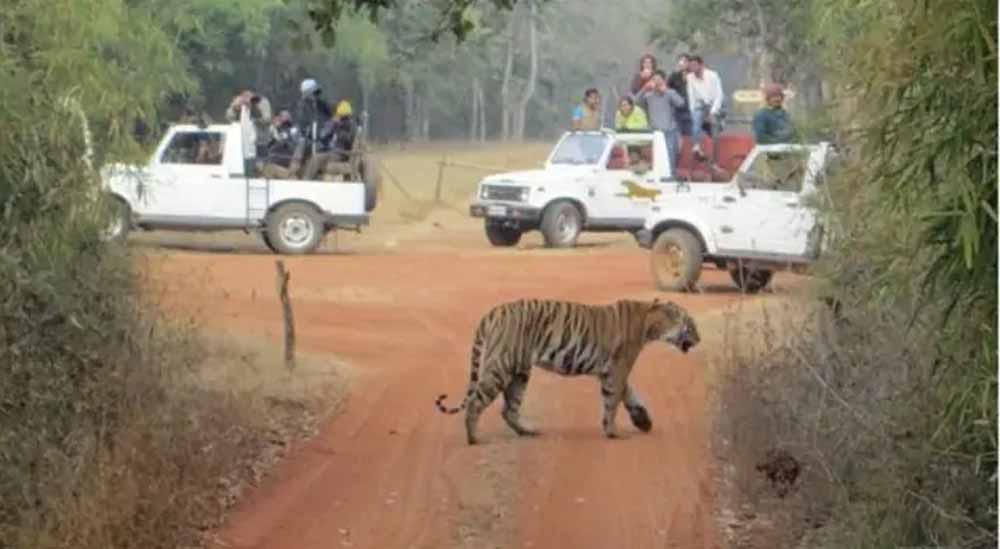 वन्यजीवों का खास आहार प्लान: बाघ-बाघिन के लिए चिकन, सांपों के लिए चूजों की व्यवस्था