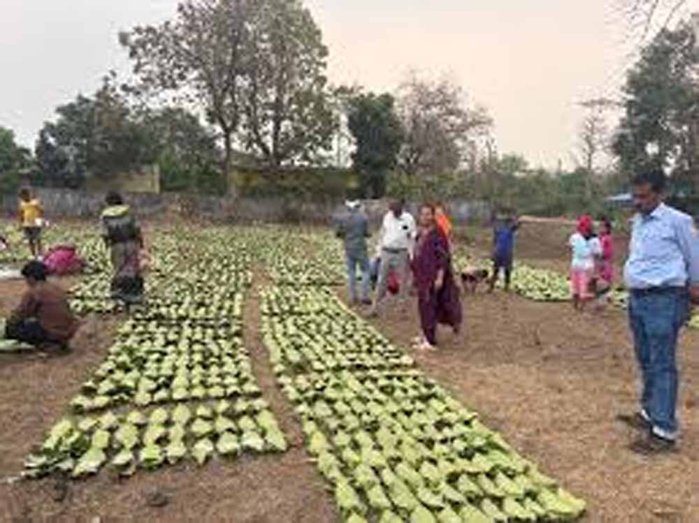 तेंदूपत्ता पर डबल असर: बारिश-ओलों से नुकसान, मौसम खराबी से संग्रहण भी घटा