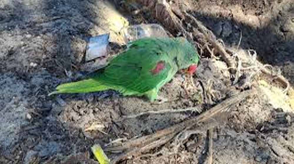 छत्तीसगढ़ के जगदलपुर में बड़ी वारदात, तोतों की अवैध बिक्री रोकने गई टीम पर हमला