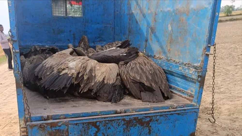 क्या है वजह? यूपी में एक साथ 28 गिद्धों की मौत, आसमान से गिरते देख सन्न रह गए लोग