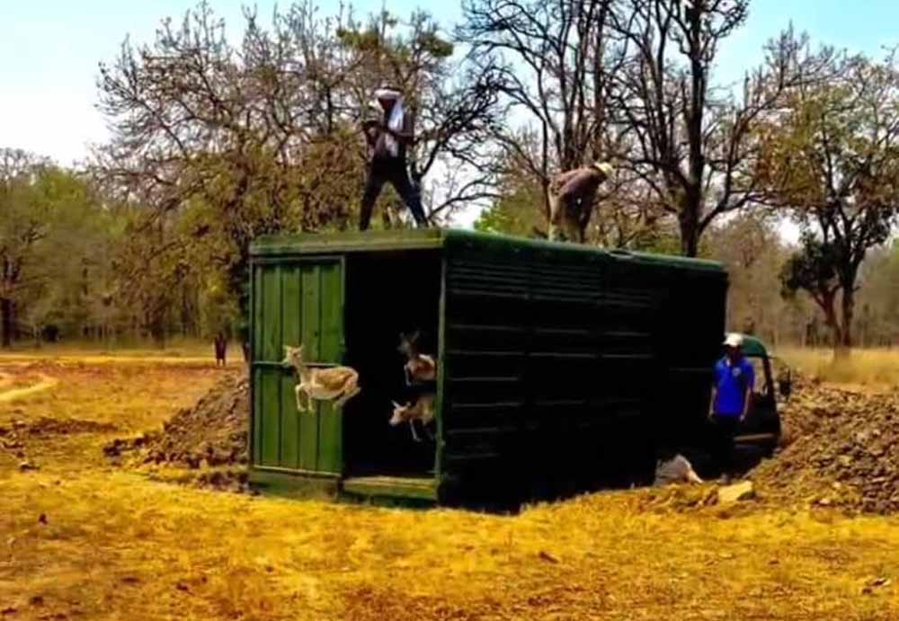 बारनवापारा में फिर दौड़े काले हिरण, रामपुर ग्रासलैंड बना वन्यजीवों का नया आश्रय