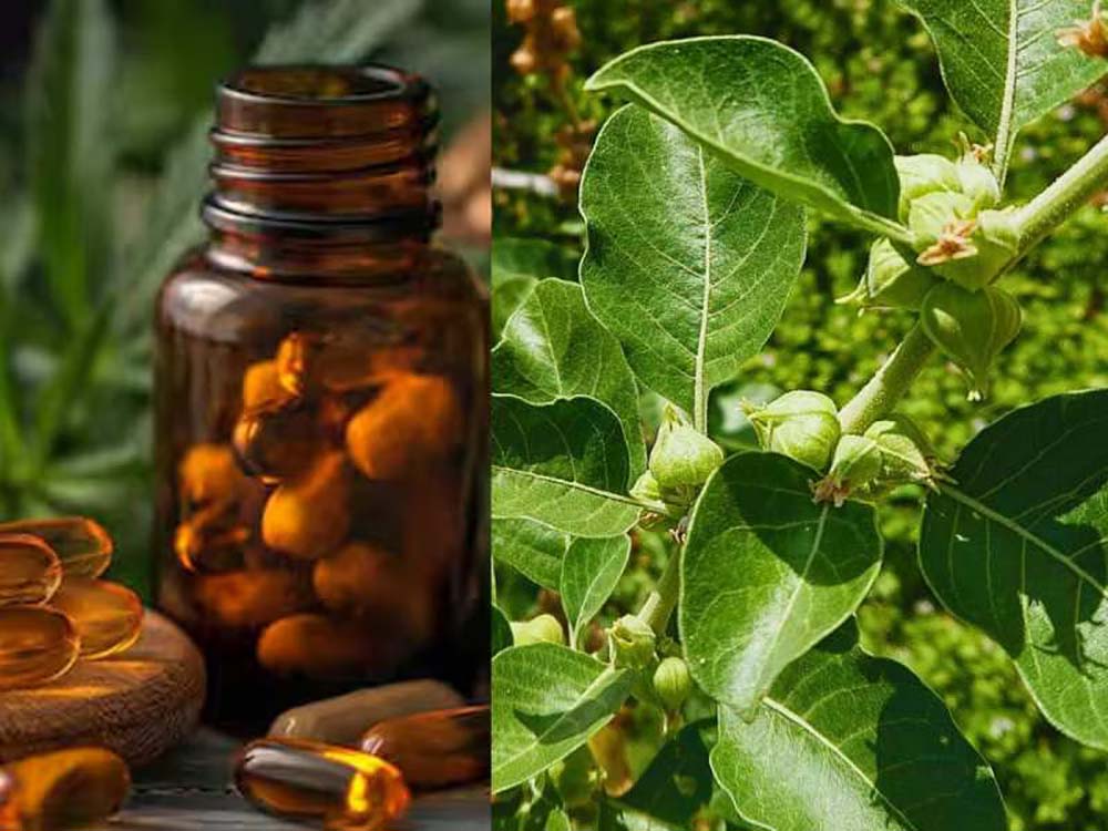 अश्वगंधा विवाद: FSSAI ने पत्तियों पर लगाई रोक, जड़ खाने से पहले जान लें फायदे-नुकसान