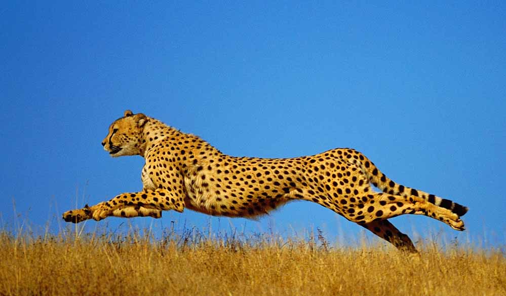 कूनो में चीतों की बढ़ती संख्या के बाद नौरादेही के जंगल में तैयार 8 बाड़े, जल्द शिफ्ट होंगे चीते