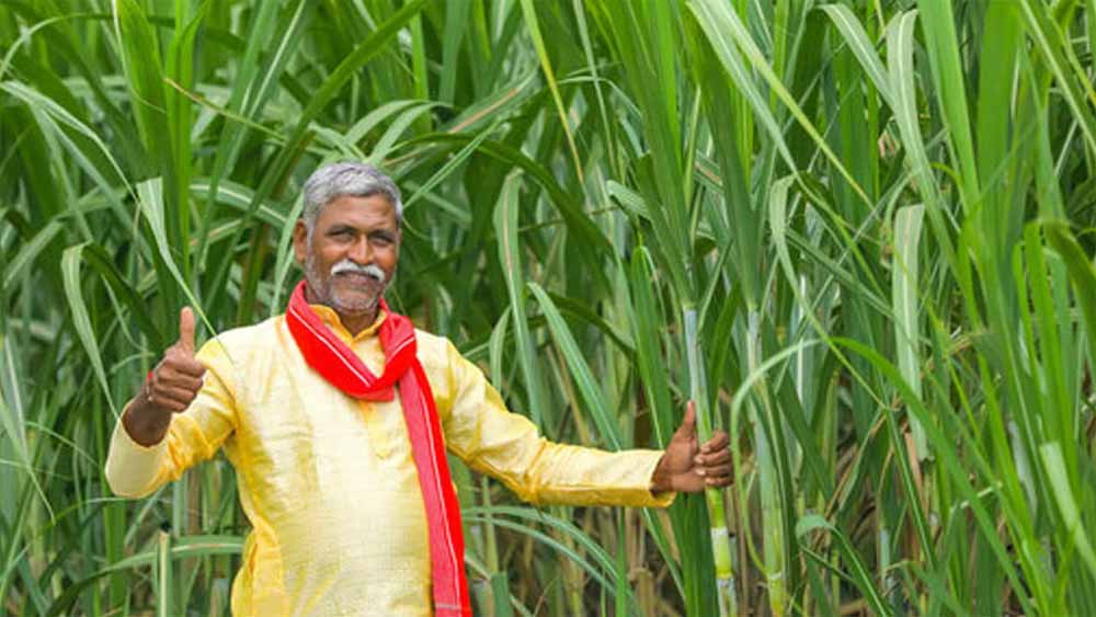 कृषि मंत्री ने कहा- अखिलेश सरकार में 34 महीनों तक नहीं होता था गन्ना किसानों का भुगतान