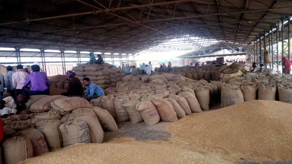 सभी संभागों में गेहूँ का उपार्जन प्रारंभ, खाद्य मंत्री राजपूत ने दी जानकारी