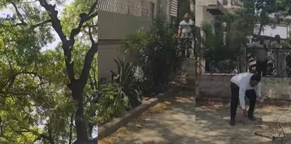 अधिवक्ता का बैग छीनकर पेड़ पर चढ़ा बंदर, 2 लाख रुपये की बरसात से मचा हड़कंप
