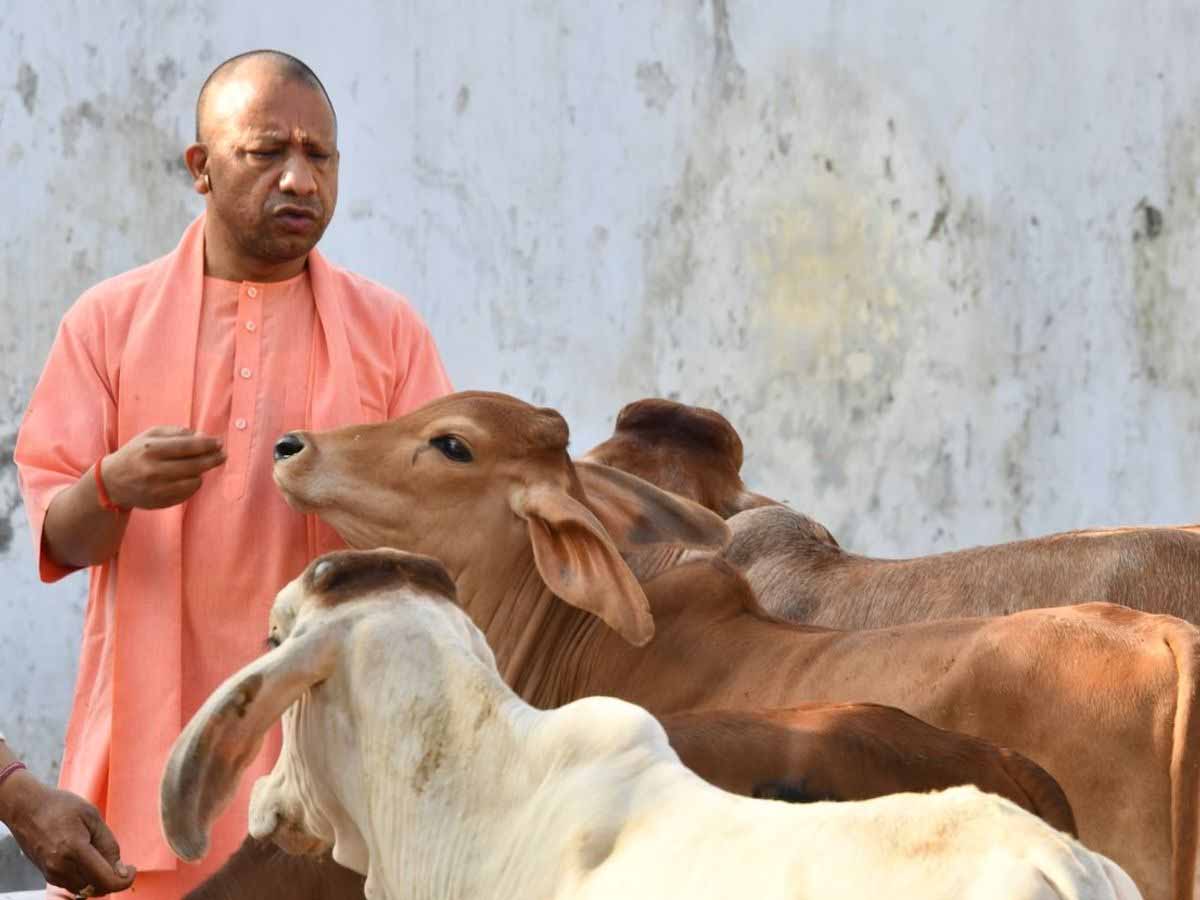 देशी गायों से वैश्विक बाजार तक: यूपी का ‘मेड इन यूपी’ गो उत्पाद 10 से अधिक देशों में पहुंचा