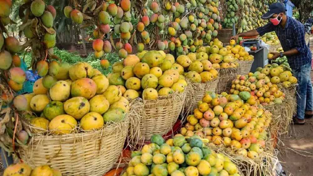 जापान ने लगाया बैन, सिंगापुर में ‘लूट’ जैसे हालात; भारतीय आमों की रिकॉर्ड बिक्री