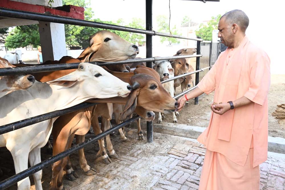 यूपी में ‘ऑपरेशन-4’, स्वदेशी गायों से डेयरी सेक्टर में बड़ा बदलाव, गो पालन पर 50% तक सब्सिडी: सीएम योगी