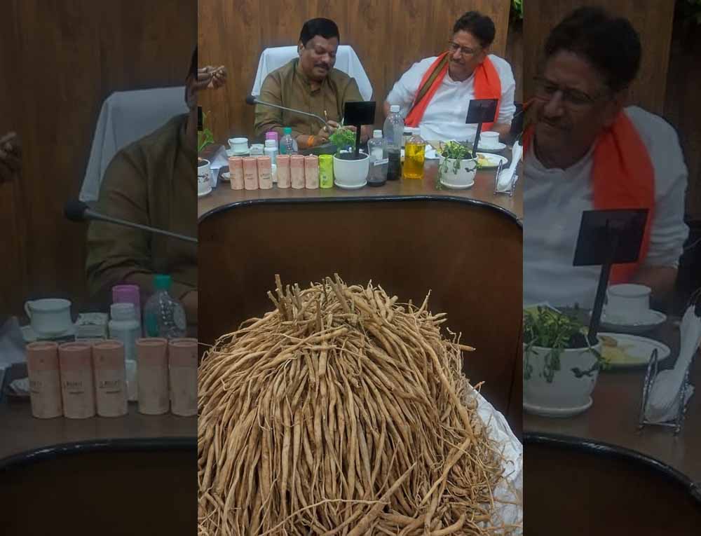 किसानों के लिए फायदे का सौदा बनी सतावर की खेती, मेड़ से भी होगी शानदार कमाई