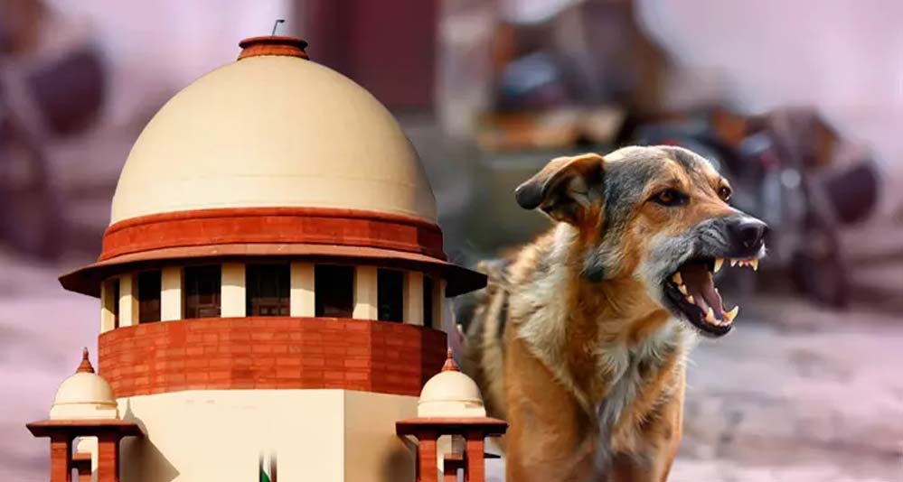 स्ट्रे डॉग्स को लेकर SC सख्त, लेकिन क्या राज्यों के पास हैं इतने शेल्टर और संसाधन?