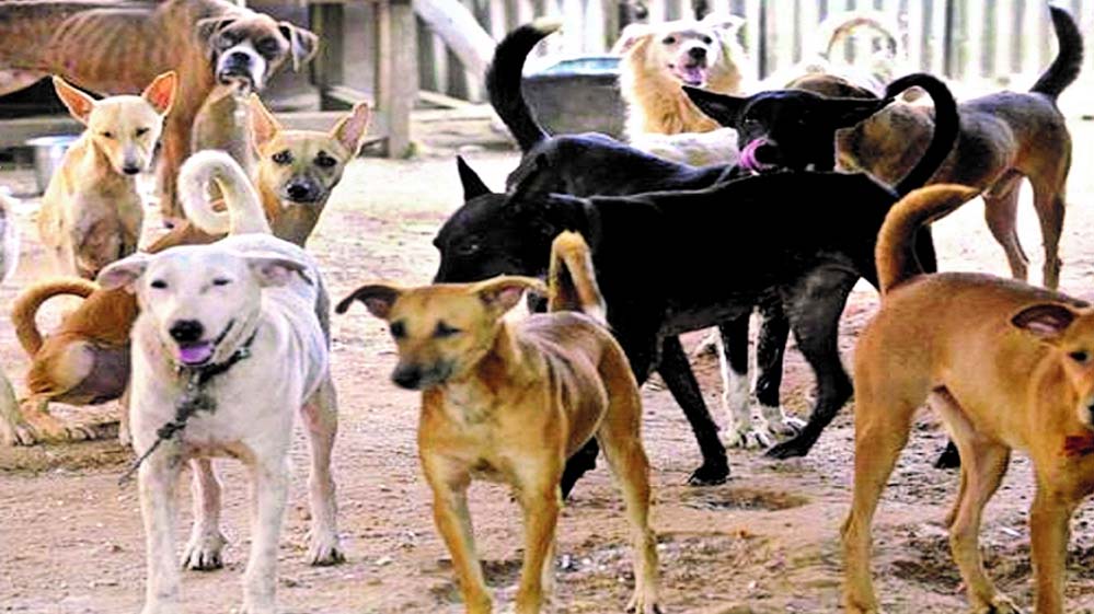 सवा लाख आवारा श्वानों पर सुप्रीम कोर्ट का हंटर, भोपाल में बढ़ते हमलों ने बढ़ाई चिंता