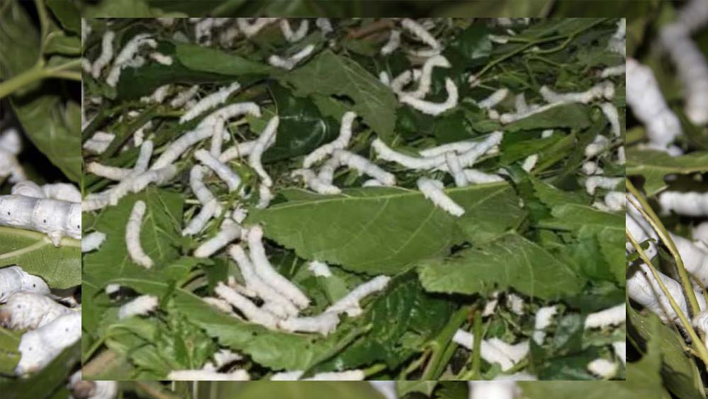 रेशम उत्पादन में नर्मदापुरम नंबर-1, चारों वैरायटी तैयार करने वाला MP का अकेला जिला