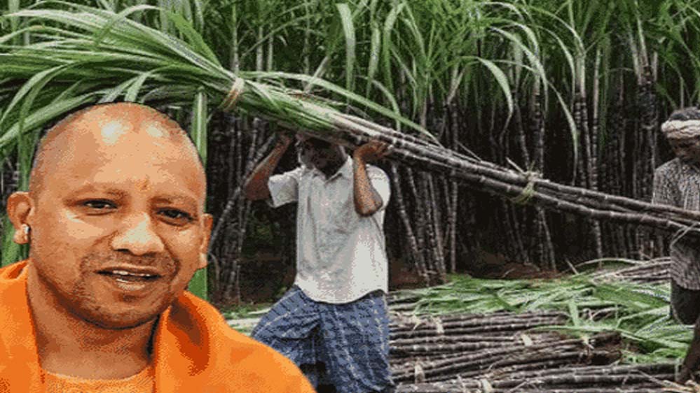 योगी सरकार का बड़ा दावा, गन्ना किसानों के खाते में पहुंचे 3.22 लाख करोड़ रुपये