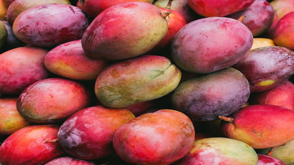 Japan Mango Ban: भारत को बड़ा झटका! जापान में इस खास आम का सबसे ज्यादा चलता है स्वाद