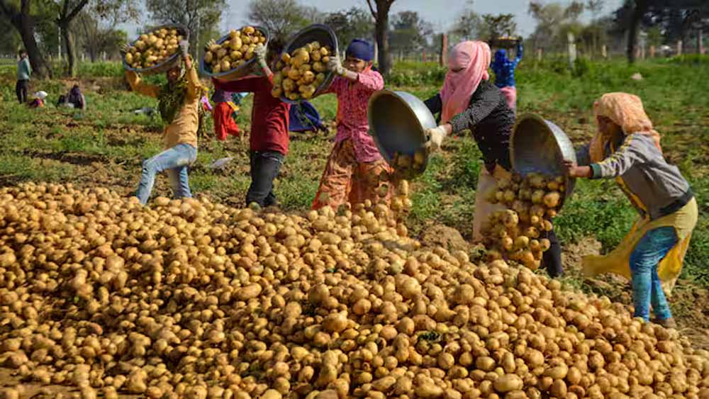 आलू संकट पर सरकार की योजना: निर्यात और नई रणनीति से किसानों को मिलेगा सहारा