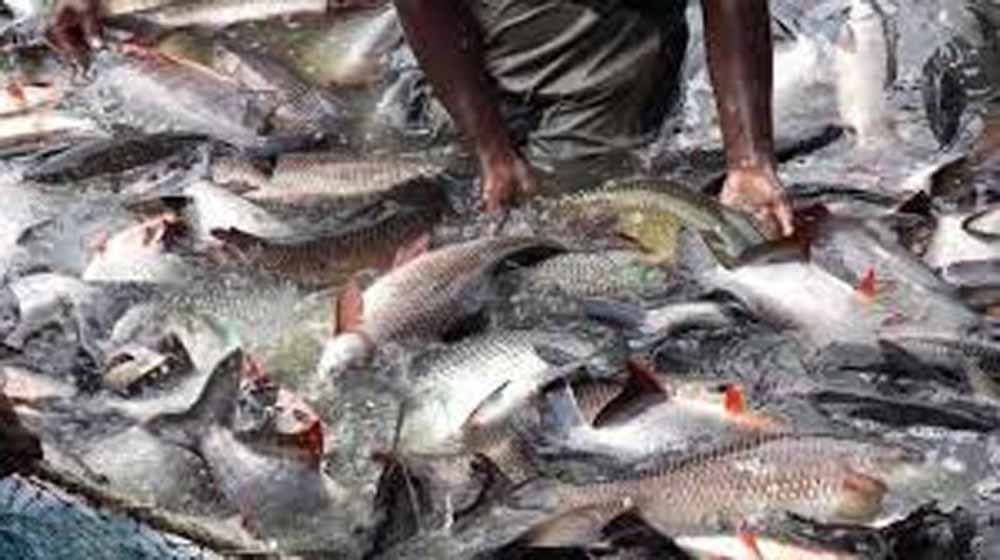 गोरखपुर में 27 एकड़ में बनेगा एक्वा पार्क, मत्स्य सेक्टर में आएगा बड़ा निवेश और नई सुविधाएं