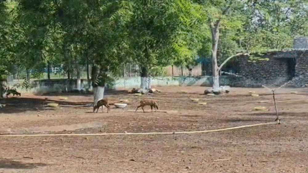 जंगल सफारी का मजा अब ज्यादा खर्चीला, नंदनवन जू की एंट्री फीस और बस किराया बढ़ा