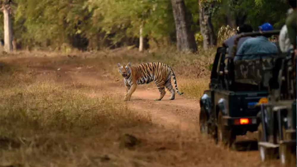 रायपुर में गर्मी से वन्यजीवों की सुरक्षा पर जोर, 2 दिन बंद रहेगी जंगल सफारी