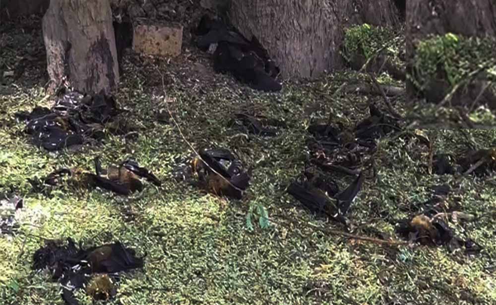 गर्मी से बेहाल छत्तीसगढ़, हीट स्ट्रोक ने ली 500+ चमगादड़ों की जान
