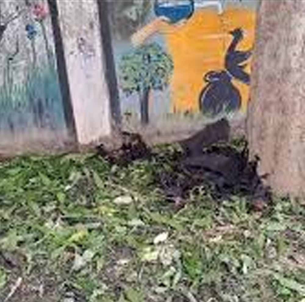 नौतपा में प्रकृति पर संकट, 500 चमगादड़ों के शव उठाने में जुटे नगर पालिका कर्मचारी